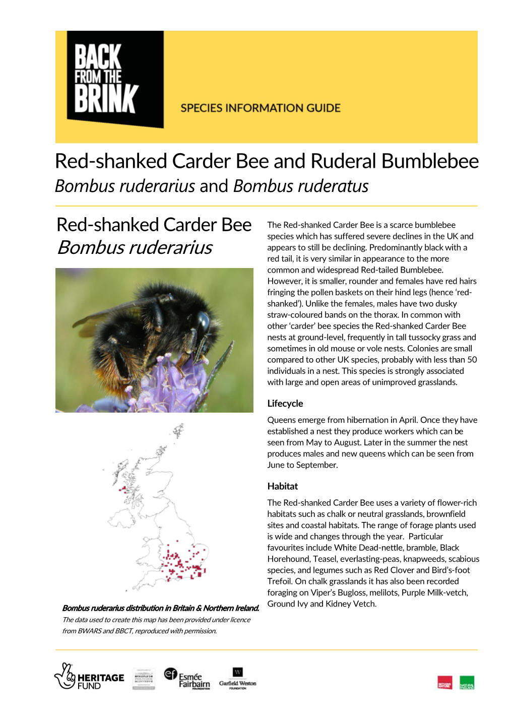 Red-Shanked Carder Bee and Ruderal Bumblebee Bombus Ruderarius and Bombus Ruderatus