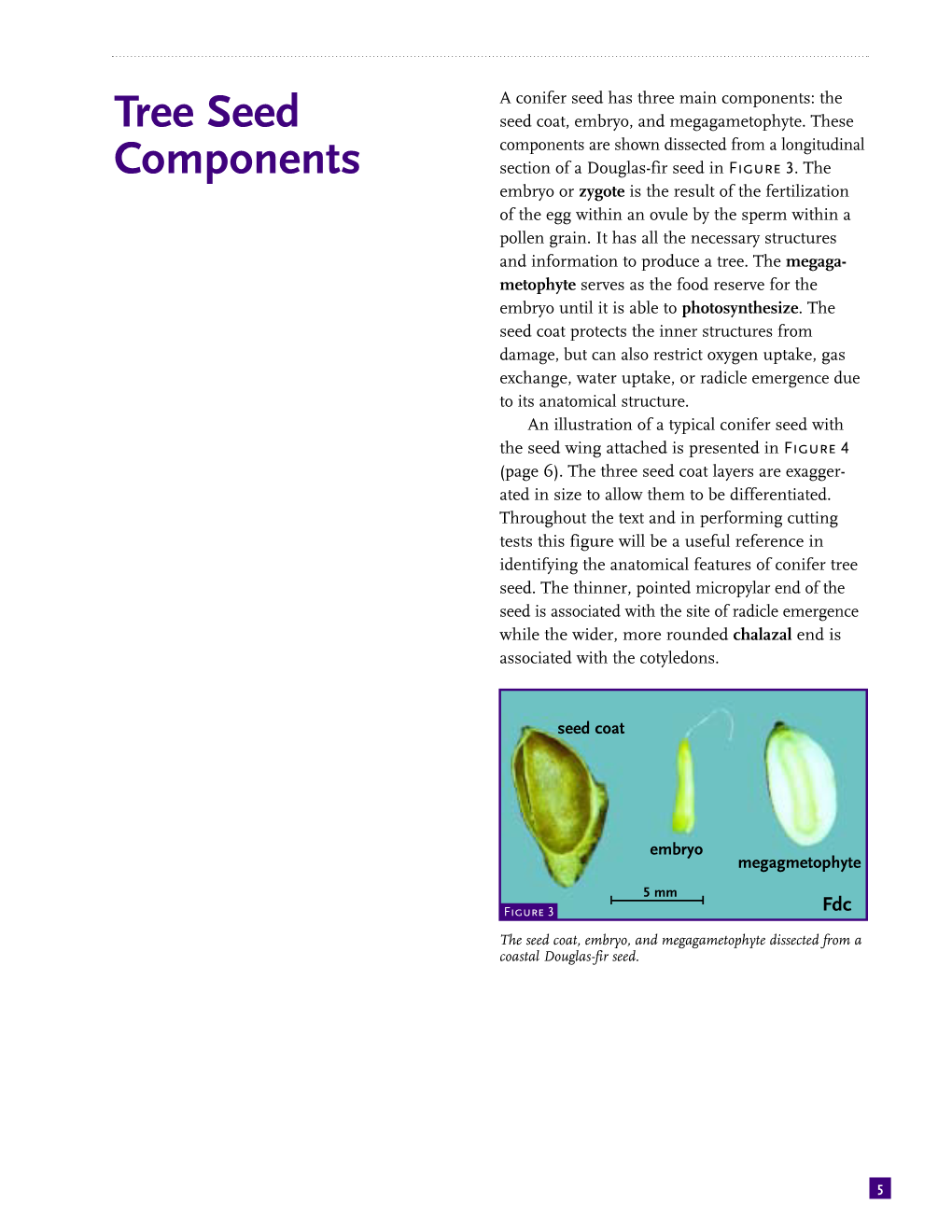 Tree Seed Components Indicated by 2N=Diploid and 1N=Haploid