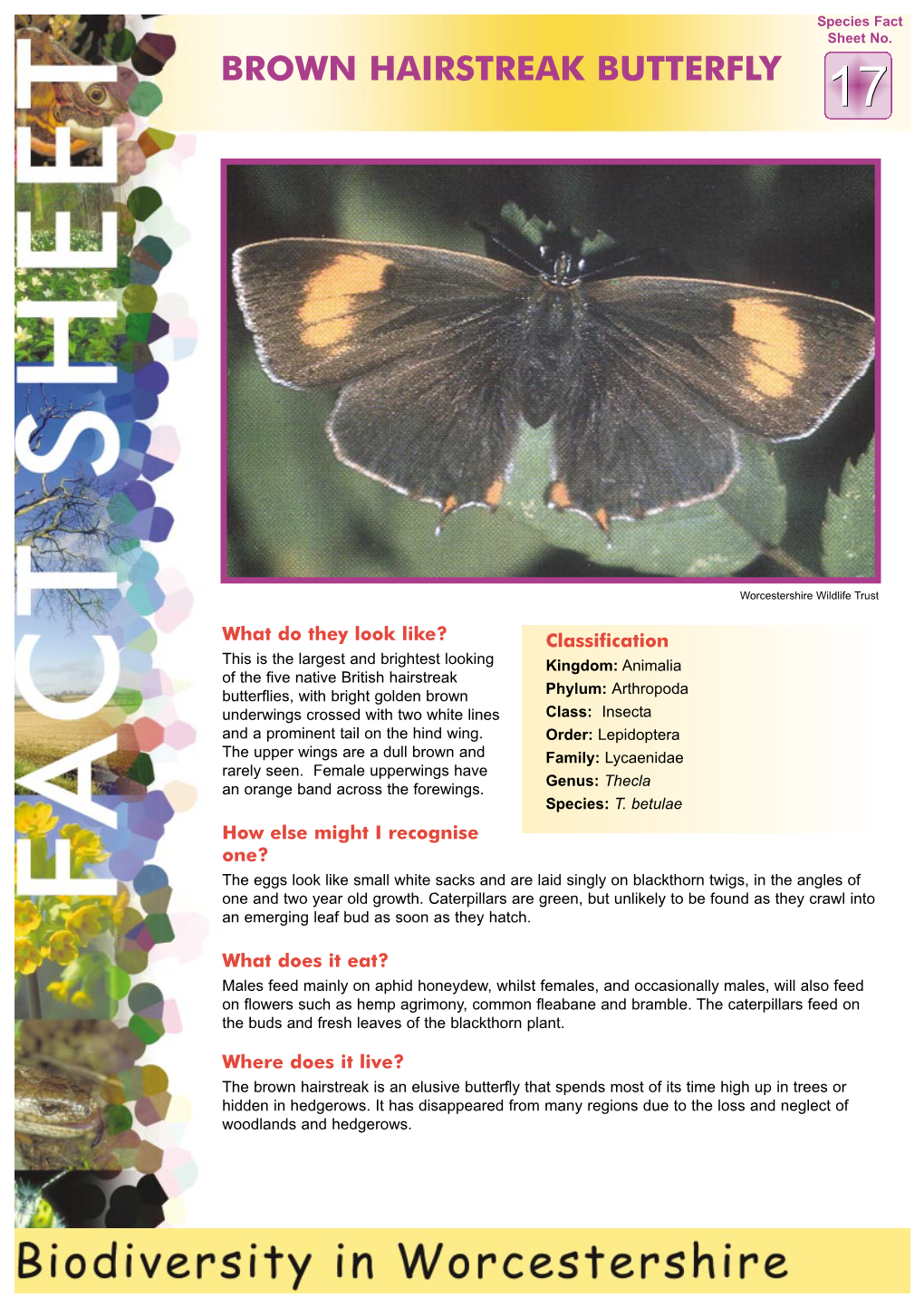 Brown Hairstreak Butterfly 17