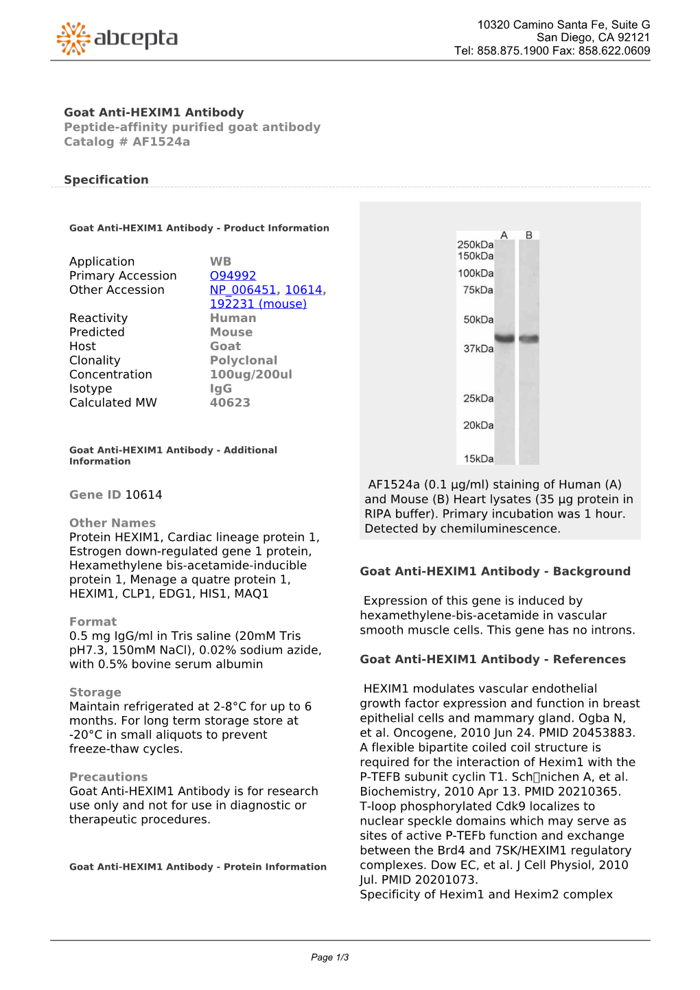 Goat Anti-HEXIM1 Antibody Peptide-Affinity Purified Goat Antibody Catalog # Af1524a