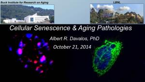 Cellular Senescence & Aging Pathologies