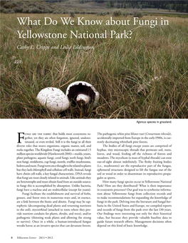 What Do We Know About Fungi in Yellowstone National Park? Cathy L