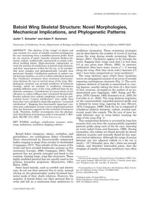 Batoid Wing Skeletal Structure: Novel Morphologies, Mechanical Implications, and Phylogenetic Patterns