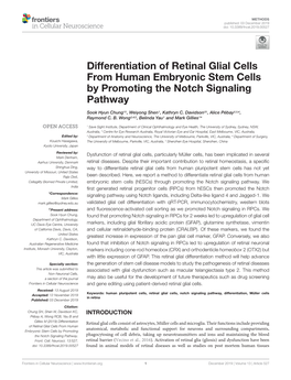 Differentiation of Retinal Glial Cells from Human Embryonic Stem Cells by Promoting the Notch Signaling Pathway