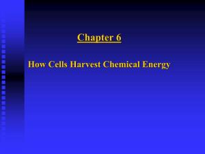 C. Electron Transport Chain & Chemiosmosis