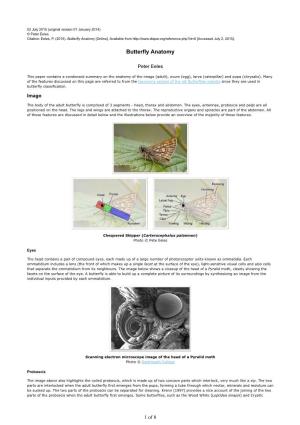 Butterfly Anatomy [Online]