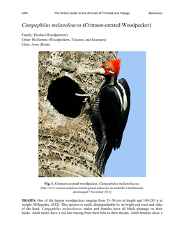 Campephilus Melanoleucos (Crimson-Crested Woodpecker)