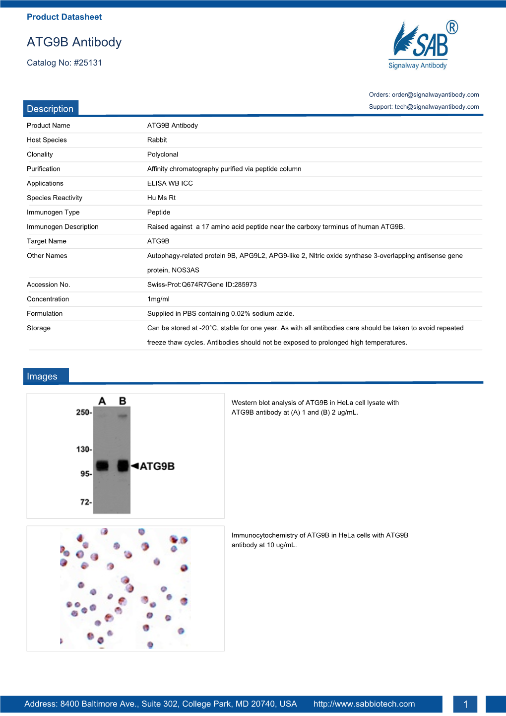 ATG9B Antibody