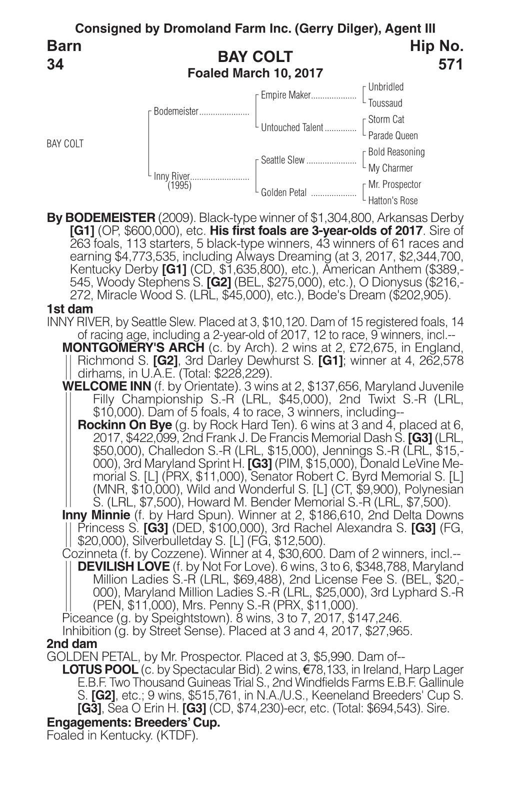 BAY COLT Barn 34 Hip No