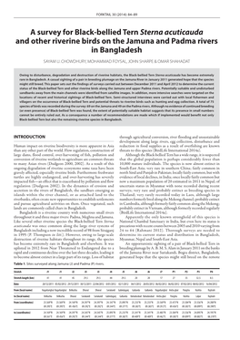 A Survey for Black-Bellied Tern Sterna Acuticauda and Other Riverine Birds on the Jamuna and Padma Rivers in Bangladesh