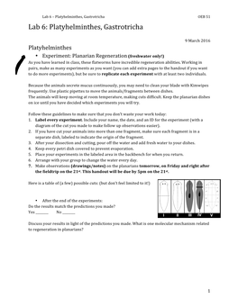 Platyhelminthes, Gastrotricha OEB 51 Lab 6: Platyhelminthes, Gastrotricha