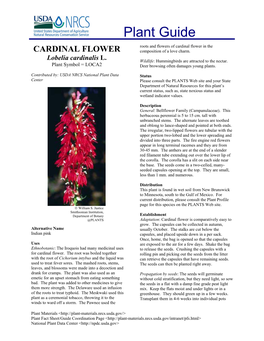 Cardinal Flower in the CARDINAL FLOWER Composition of a Love Charm