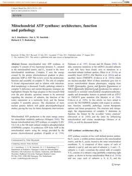 Mitochondrial ATP Synthase: Architecture, Function and Pathology