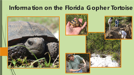 Information on the Florida Gopher Tortoise Threats & Legal Protection