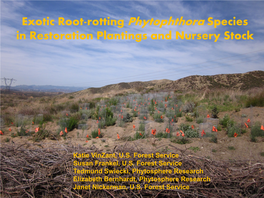 Exotic Root-Rotting Phytophthora Species in Restoration Plantings and Nursery Stock