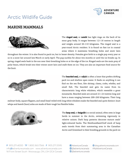Arctic Wildlife Guide