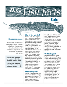 Burbot (Fish Facts)