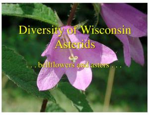 Diversity of Wisconsin Asterids
