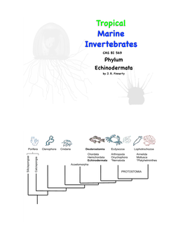 Tropical Marine Invertebrates CAS BI 569 Phylum Echinodermata by J
