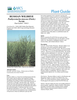Russian Wildrye Psathyrostachys Juncea Plant Guide