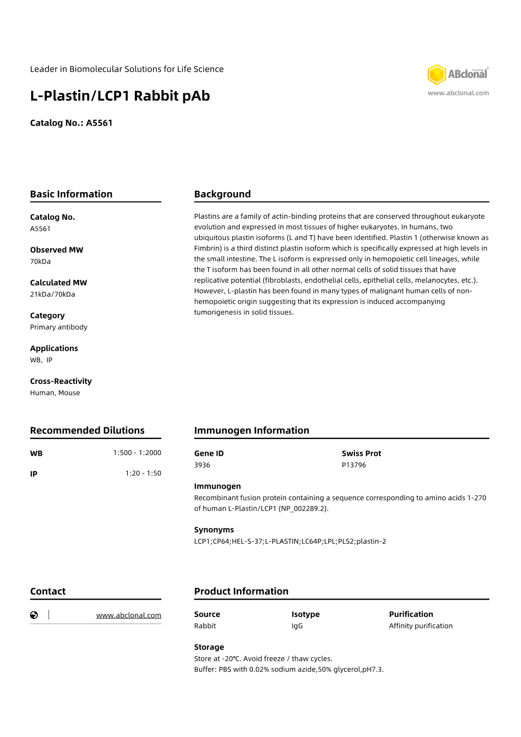 L-Plastin/LCP1 Rabbit Pab