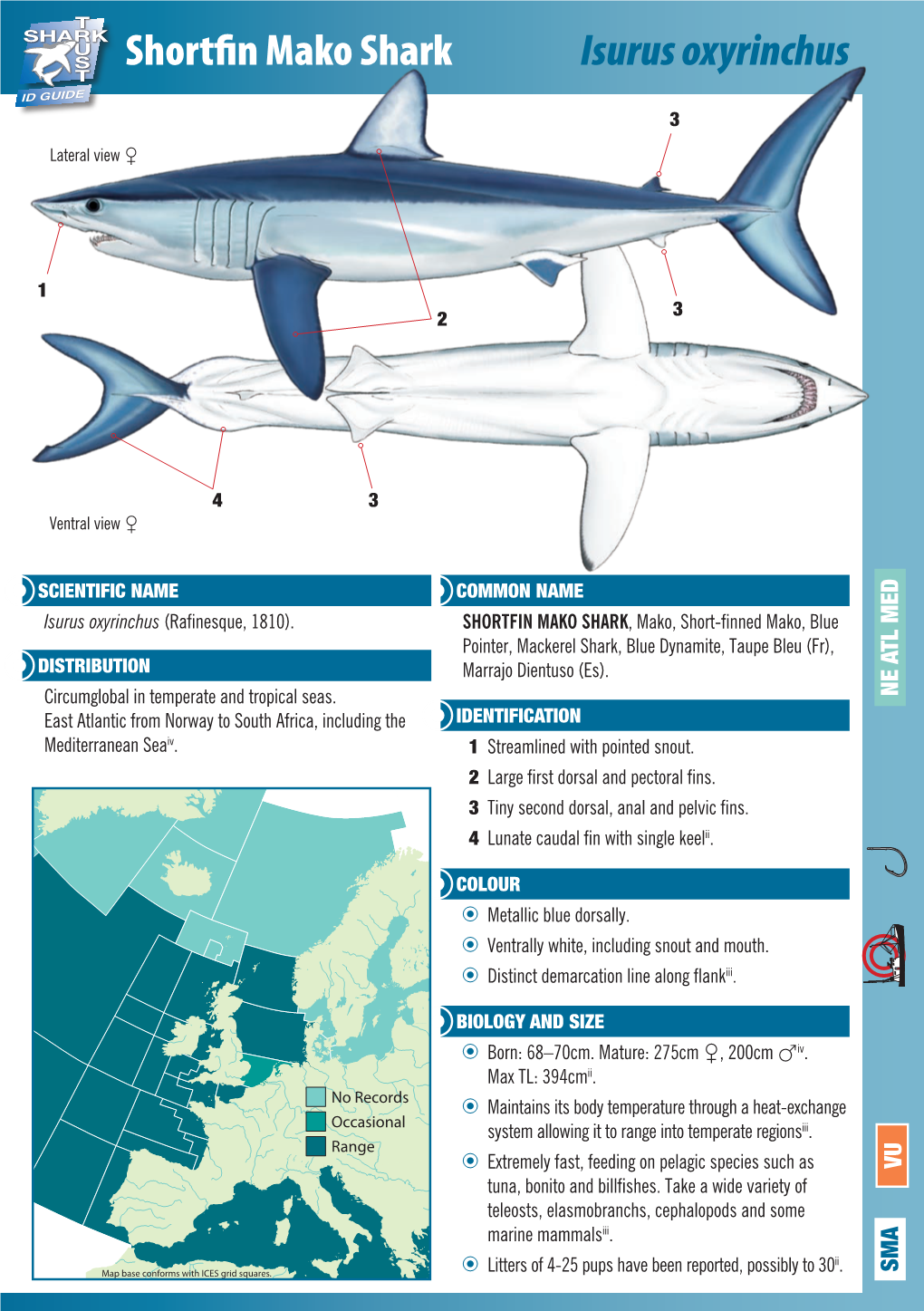 Shortfin Mako Shark Isurus Oxyrinchus