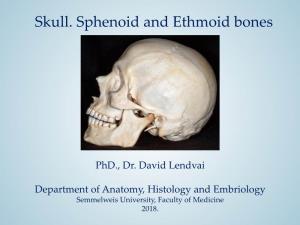 Skull. Sphenoid and Ethmoid Bones