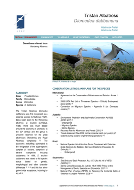 Tristan Albatross Diomedea Dabbenena