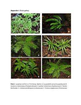 Botanical Assessment for Batu Punggul and Sg