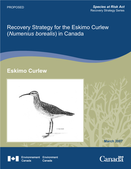 Eskimo Curlew (Numenius Borealis) in Canada