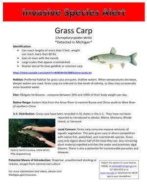Grass Carp (Ctenopharyngodon Idella) *Detected in Michigan* Identification:  Can Reach Lengths of More Than 5 Feet, Weight Can Reach More Than 80 Lbs