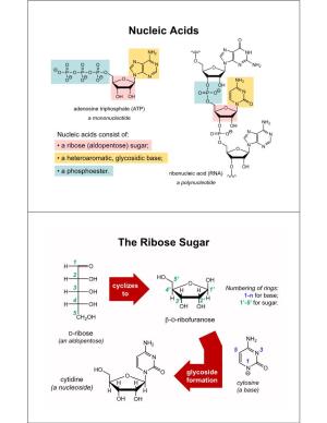 Nucleic Acids the Ribose Sugar