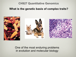 What Is the Genetic Basis of Complex Traits?