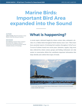 Marine Birds: Important Bird Area Expanded Into the Sound