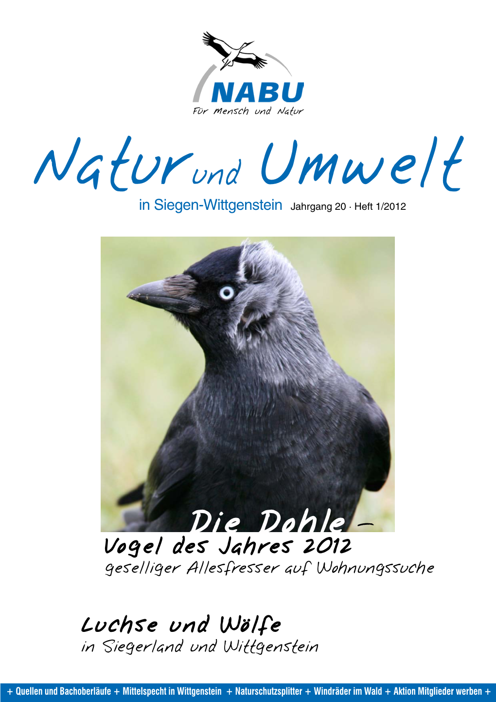 Die Dohle – Vogel Des Jahres 2012 Geselliger Allesfresser Auf Wohnungssuche