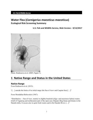 Water Flea (Cornigerius Maeoticus Maeoticus) Ecological Risk Screening Summary