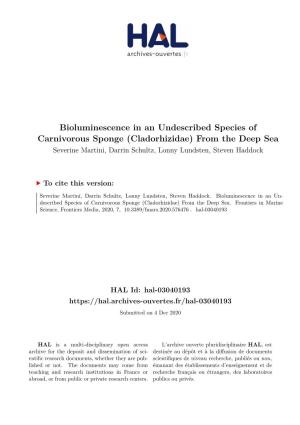 Bioluminescence in an Undescribed Species of Carnivorous Sponge (Cladorhizidae) from the Deep Sea Severine Martini, Darrin Schultz, Lonny Lundsten, Steven Haddock