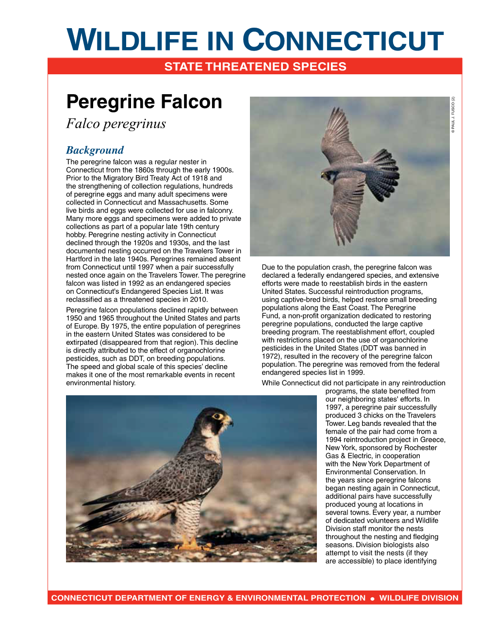 Peregrine Falcon Fact Sheet