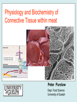 Physiology and Biochemistry of Connective Tissue Within Meat