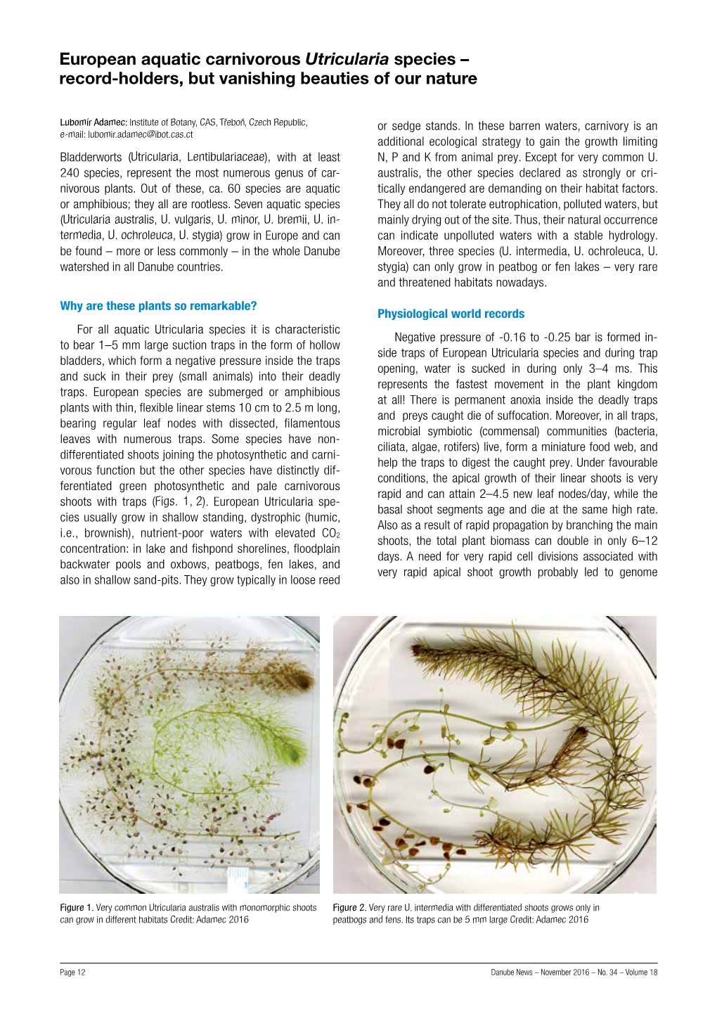 European Aquatic Carnivorous Utricularia Species – Record-Holders, but Vanishing Beauties of Our Nature