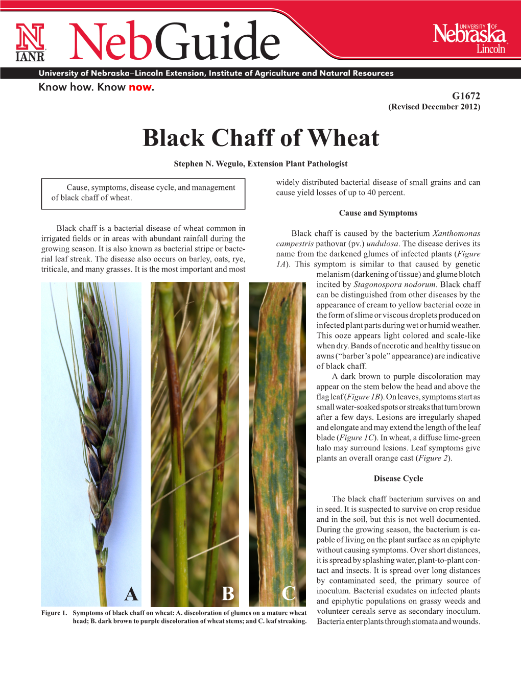 Black Chaff of Wheat Stephen N