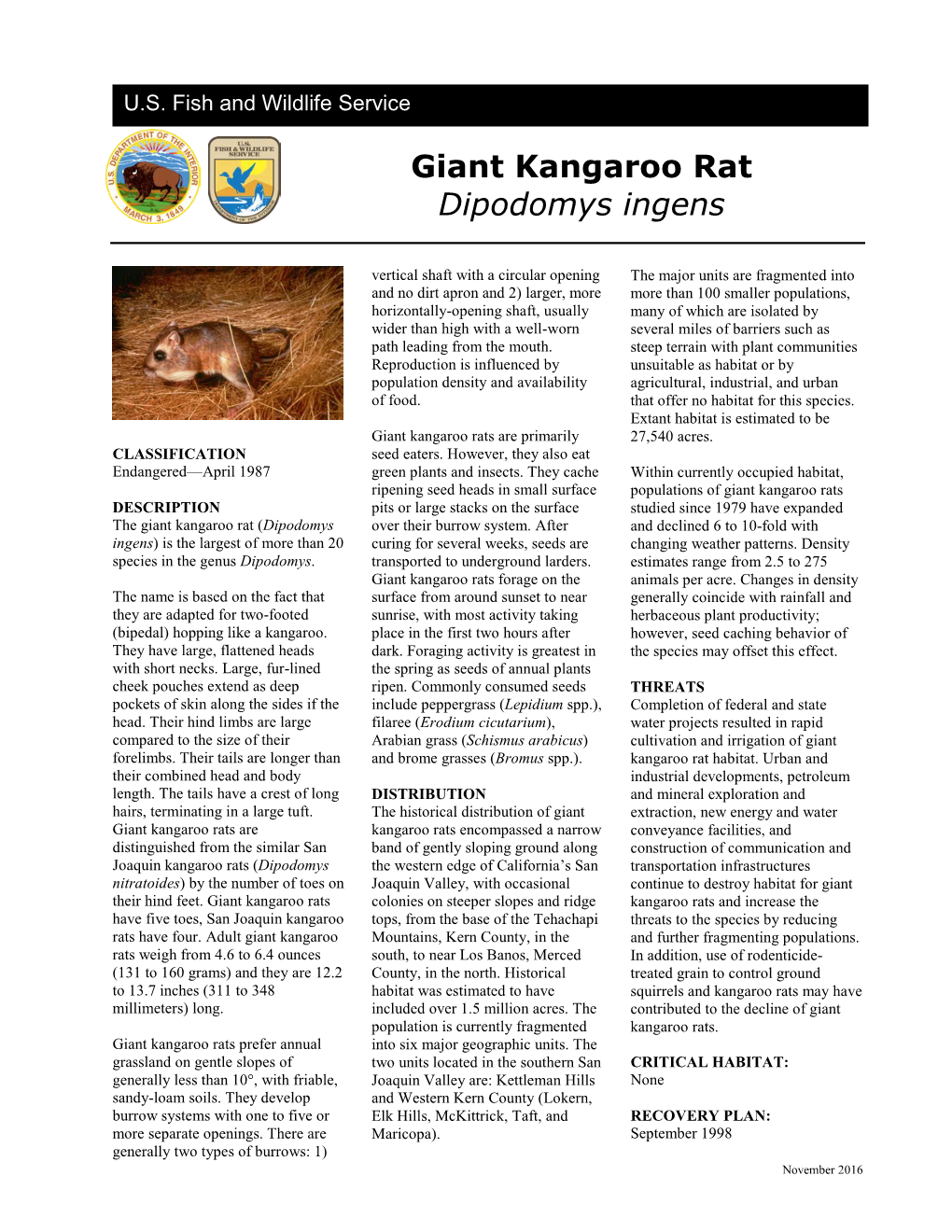 Giant Kangaroo Rat
