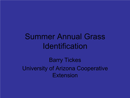 Summer Annual Grass Identification
