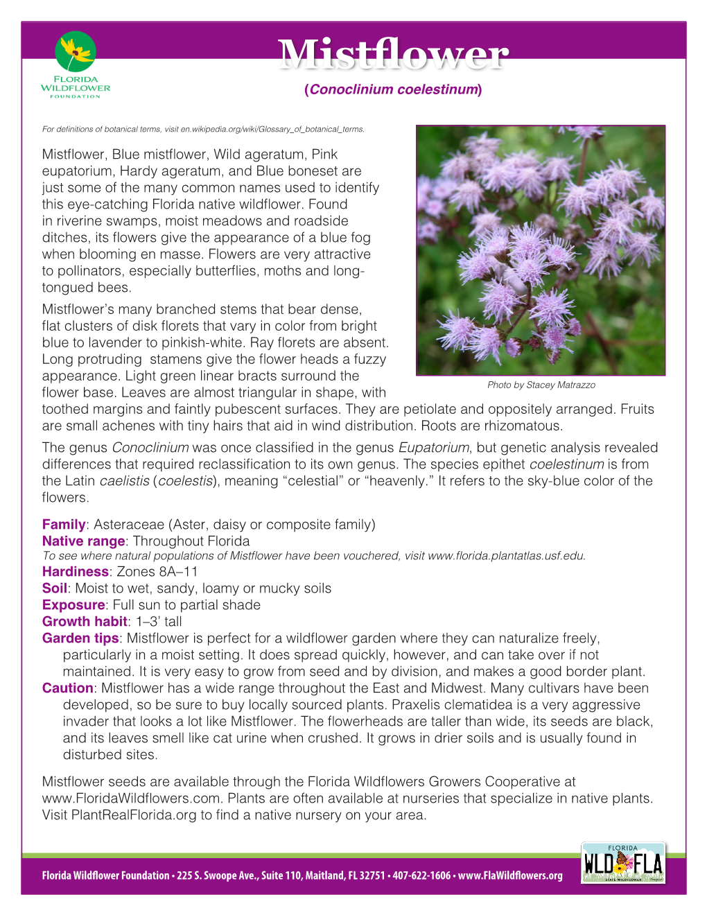 Mistflower (Conoclinium Coelestinum)