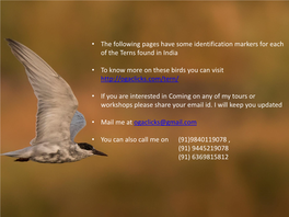 Greater Crested Tern Identification Tips - T