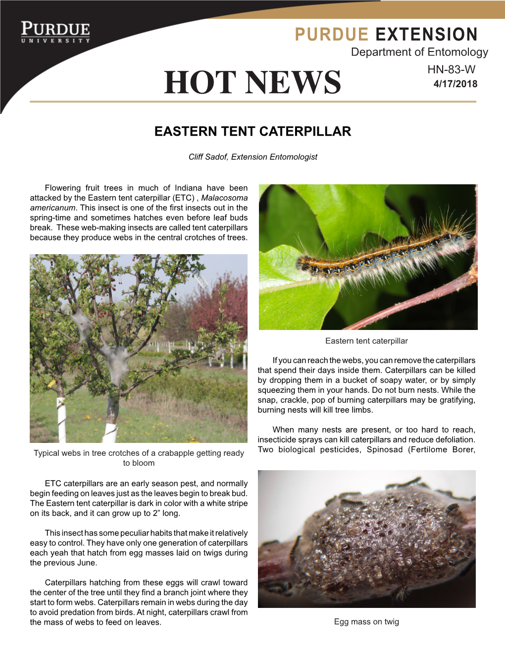 Eastern Tent Caterpillar