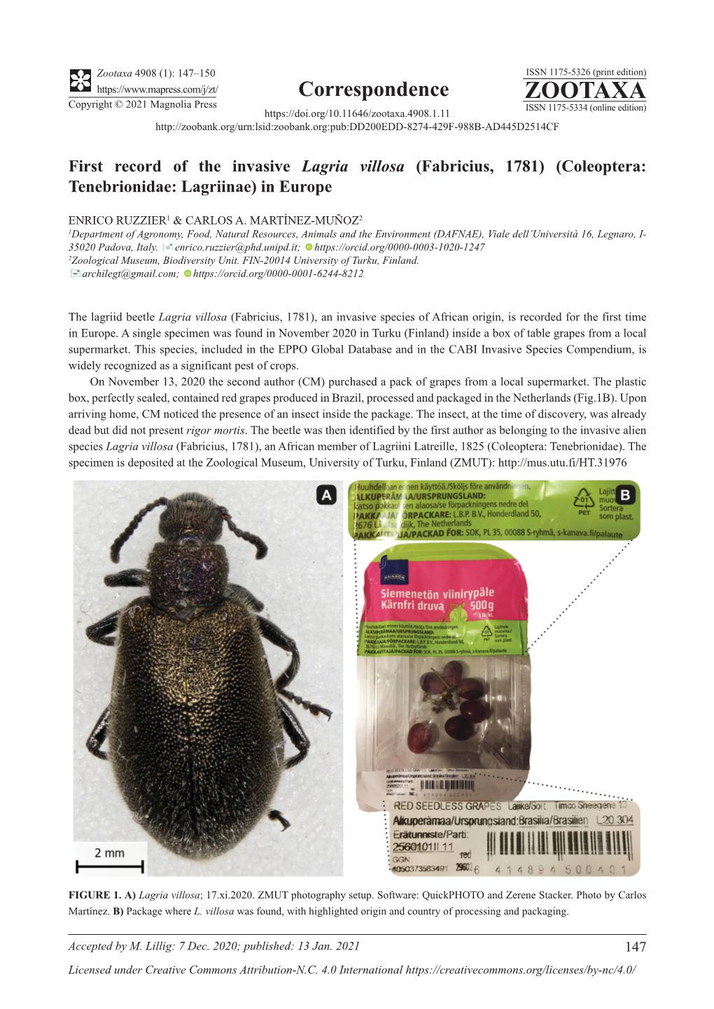 First Record of the Invasive Lagria Villosa (Fabricius, 1781) (Coleoptera: Tenebrionidae: Lagriinae) in Europe