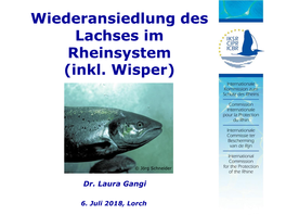 Wiederansiedlung Des Lachses Im Rheinsystem (Inkl. Wisper)