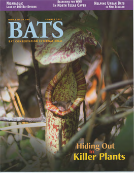 A Sampling of the Bats of Nicaragua