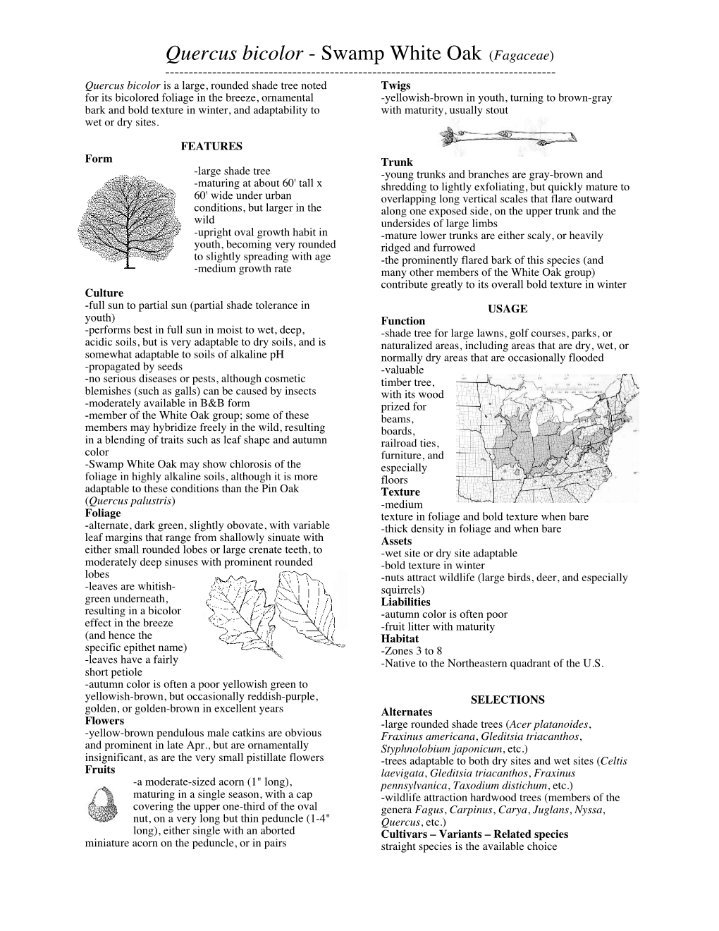 Quercus Bicolor